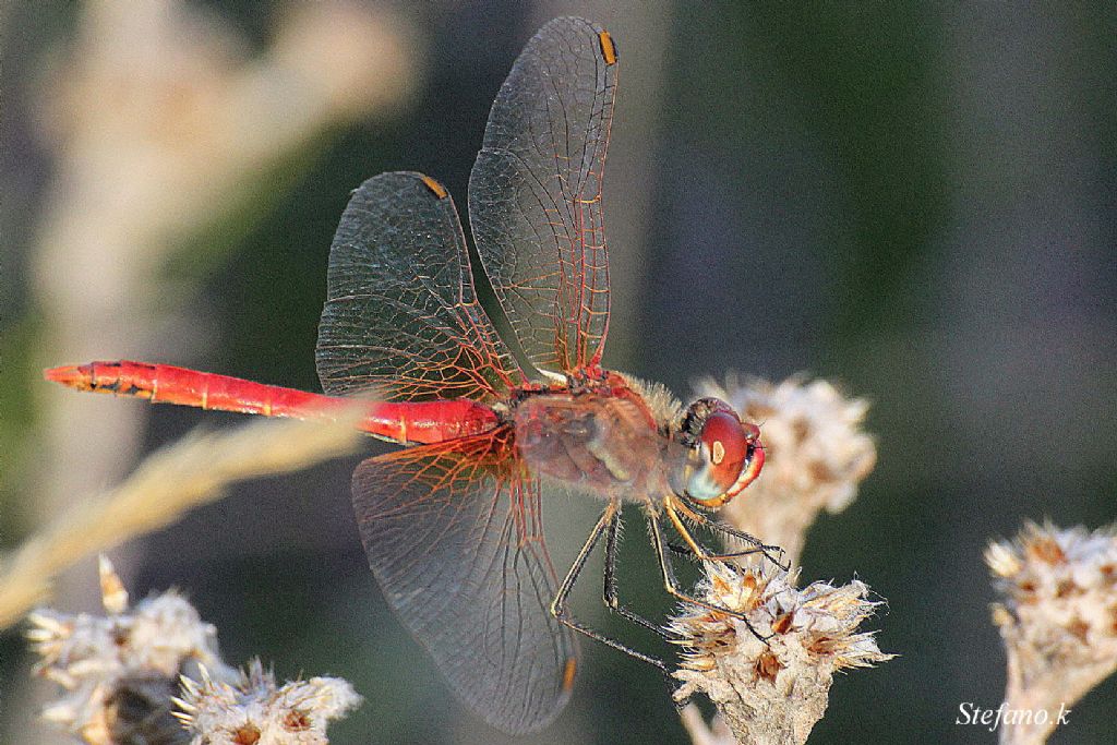 Libellula